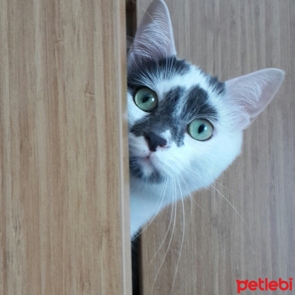 Tekir Kedi, Kedi  Pufy fotoğrafı