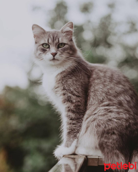 British Shorthair, Kedi  Mocha fotoğrafı