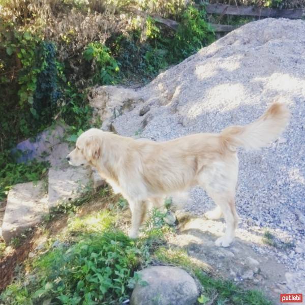 Golden Retriever, Köpek  Fino fotoğrafı