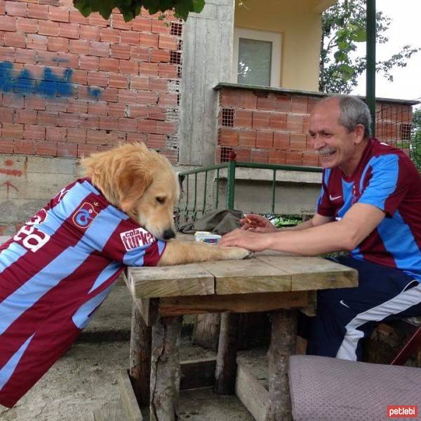 Golden Retriever, Köpek  Fino fotoğrafı