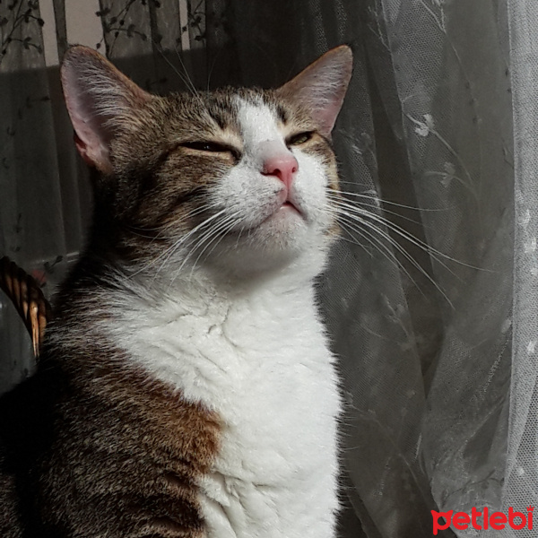 Tekir Kedi, Kedi  Kozy fotoğrafı