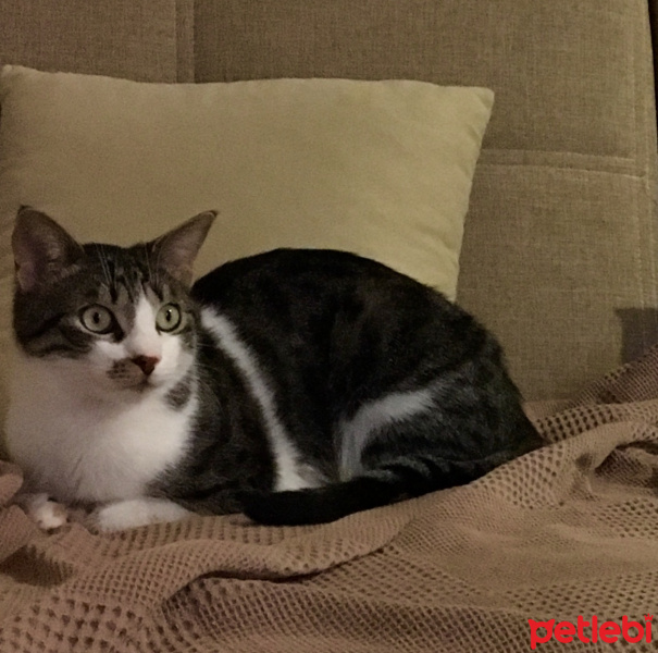 Tekir Kedi, Kedi  Tofi fotoğrafı