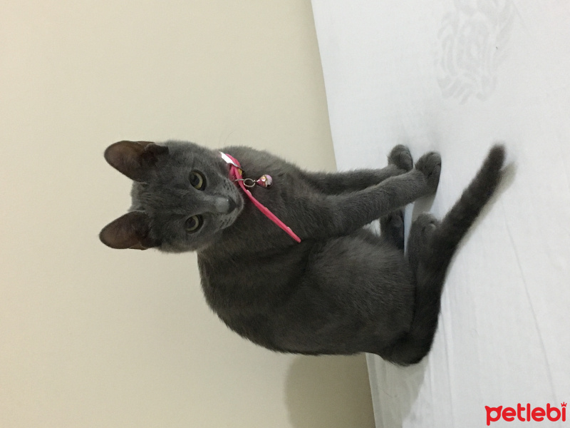 British Shorthair, Kedi  kanka  fotoğrafı