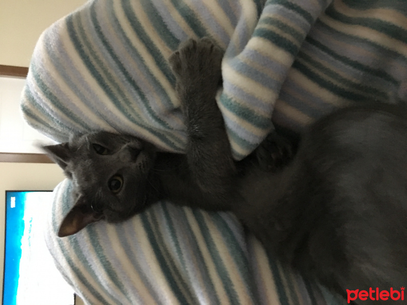 British Shorthair, Kedi  kanka  fotoğrafı