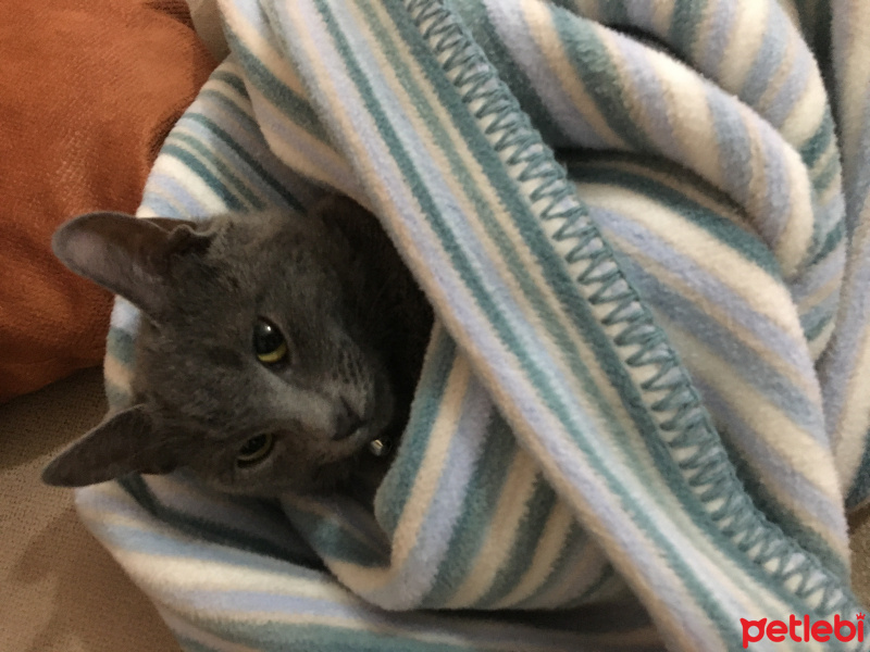 British Shorthair, Kedi  kanka  fotoğrafı