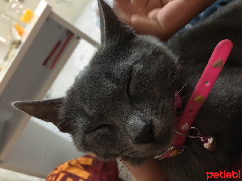 British Shorthair, Kedi  kanka  fotoğrafı