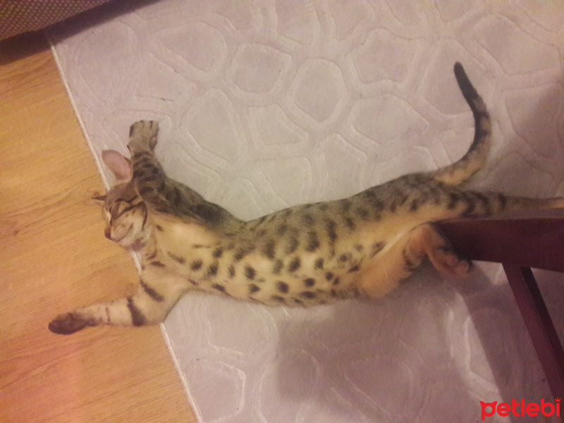 Tekir Kedi, Kedi  Oskar fotoğrafı