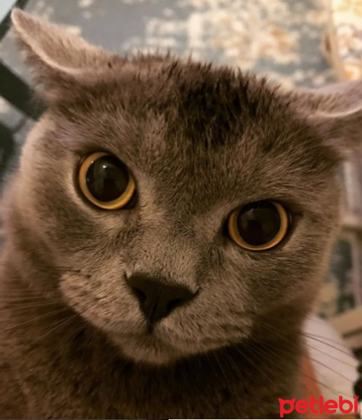 British Shorthair, Kedi  whiskey fotoğrafı