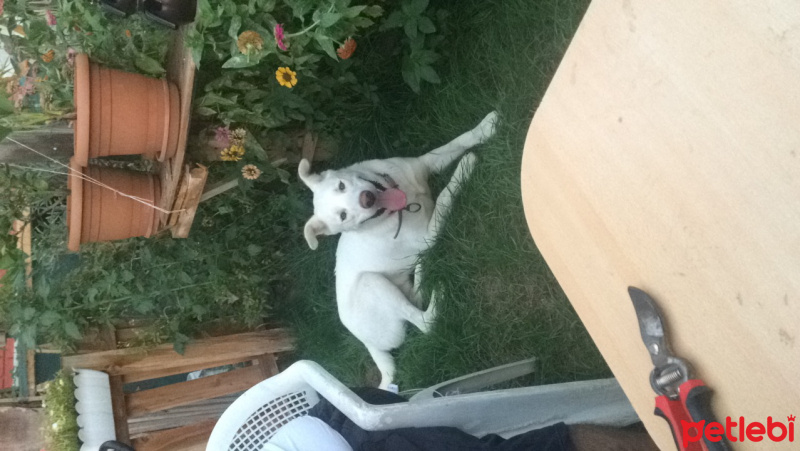 Sibirya Kurdu (Husky), Köpek  Bulut fotoğrafı