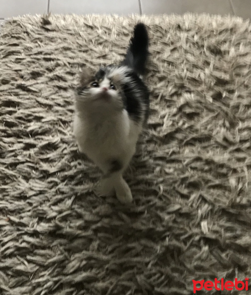 Tekir Kedi, Kedi  Asuman fotoğrafı
