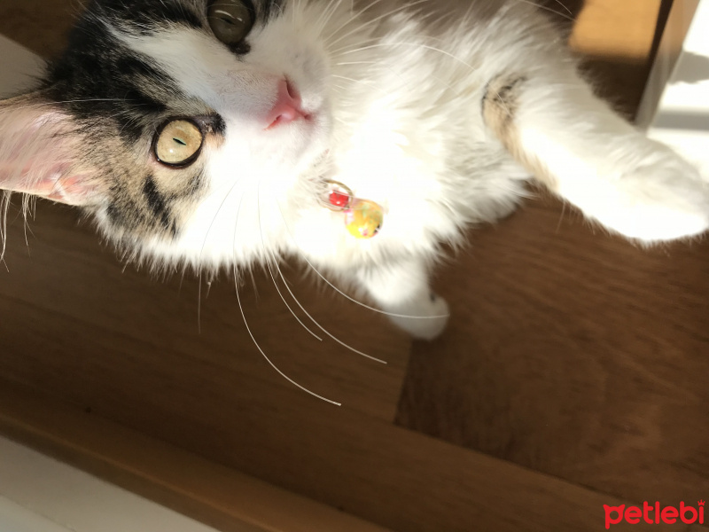 Tekir Kedi, Kedi  Asuman fotoğrafı