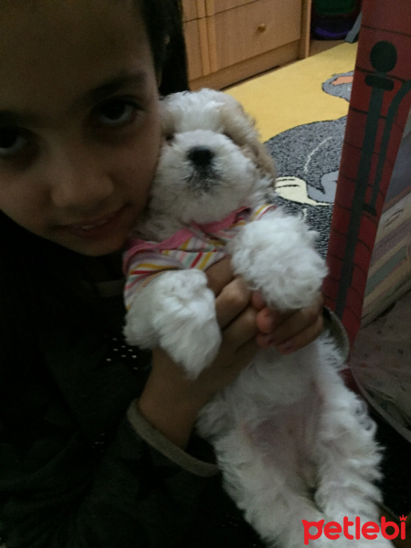 Maltese, Köpek  Pamuk fotoğrafı