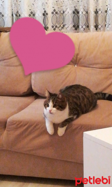 Tekir Kedi, Kedi  Zeyna fotoğrafı