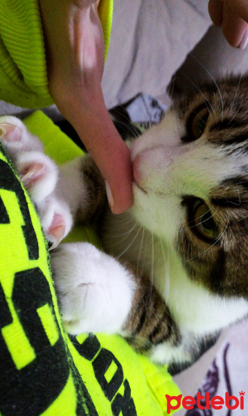 Tekir Kedi, Kedi  Zeyna fotoğrafı