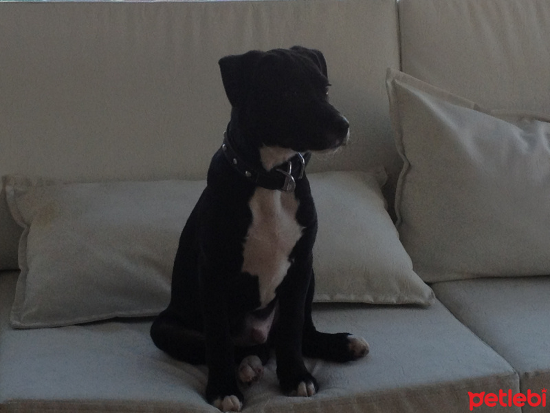 Amerikan Pitbull Terrier, Köpek  TOMY fotoğrafı