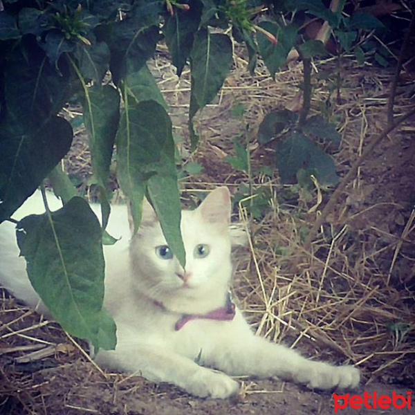 Van Kedisi, Kedi  İNCİ fotoğrafı