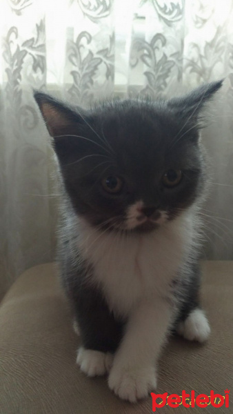 British Shorthair, Kedi  Çiko  fotoğrafı