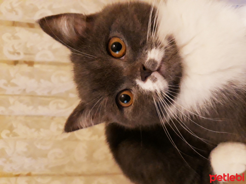 British Shorthair, Kedi  Çiko  fotoğrafı