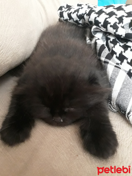 British Shorthair, Kedi  Çiko  fotoğrafı