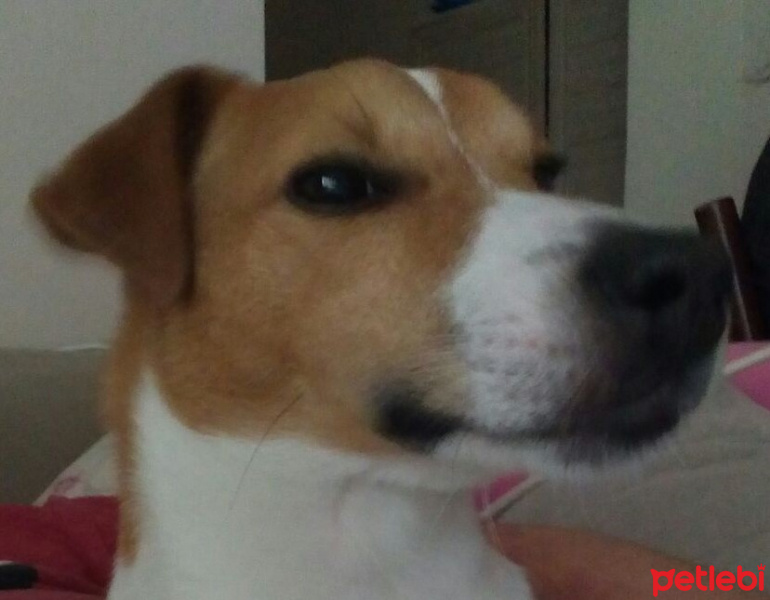 Jack Russell Terrier, Köpek  Maylo fotoğrafı