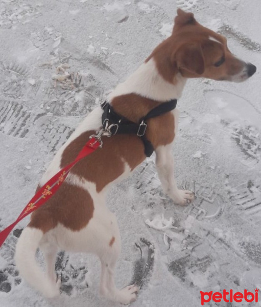 Jack Russell Terrier, Köpek  Maylo fotoğrafı