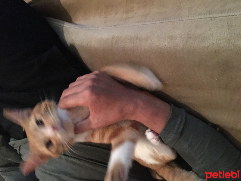 Tekir Kedi, Kedi  Gomis fotoğrafı