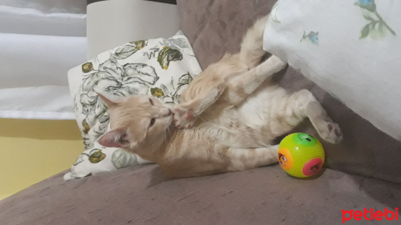 Tekir Kedi, Kedi  Petra  fotoğrafı