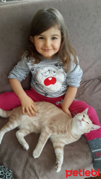 Tekir Kedi, Kedi  Petra  fotoğrafı