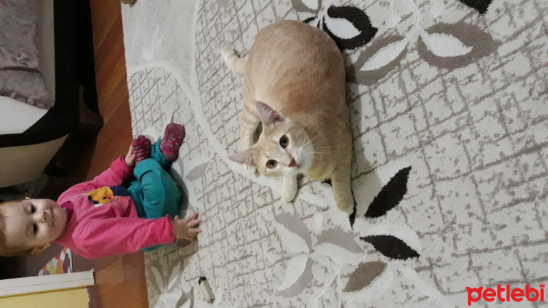 Tekir Kedi, Kedi  Petra  fotoğrafı