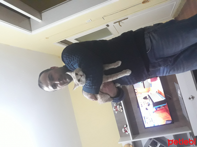 Tekir Kedi, Kedi  Petra  fotoğrafı