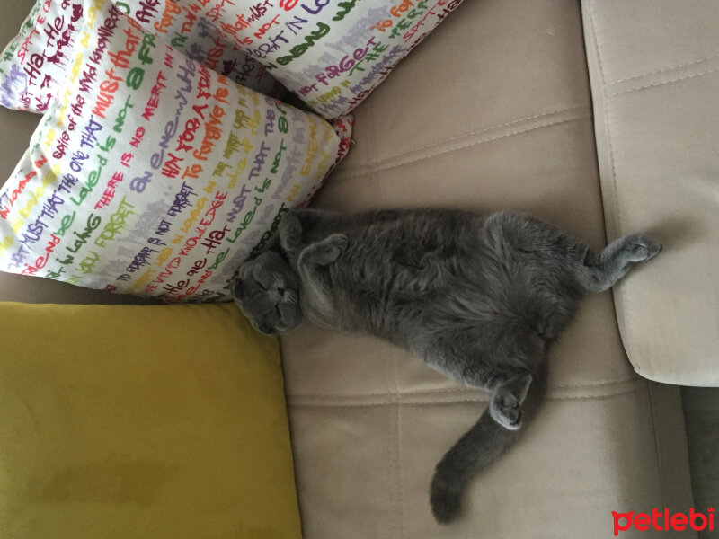 Scottish Fold, Kedi  Mıncır fotoğrafı