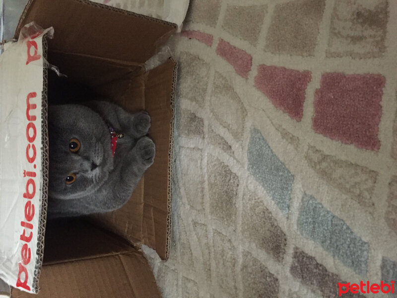 Scottish Fold, Kedi  Mıncır fotoğrafı