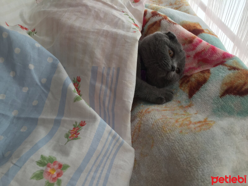 Scottish Fold, Kedi  Mıncır fotoğrafı