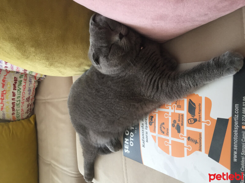 Scottish Fold, Kedi  Mıncır fotoğrafı