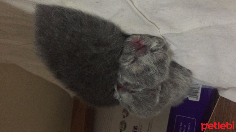 Scottish Fold, Kedi  Mıncır fotoğrafı