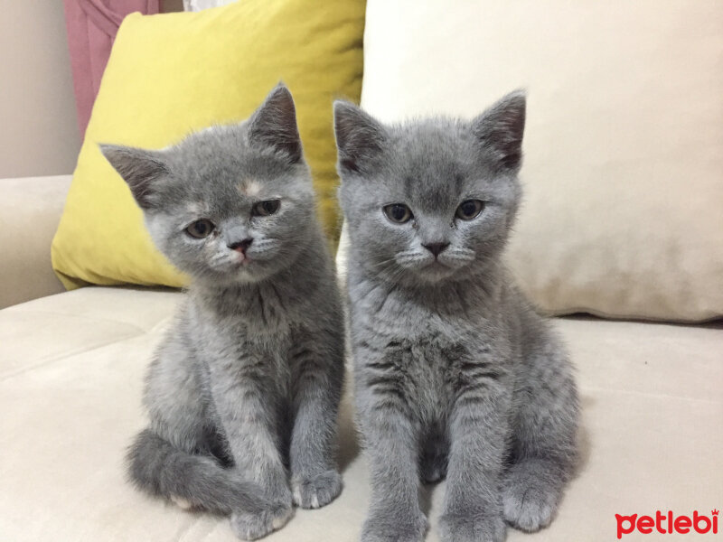 Scottish Fold, Kedi  Mıncır fotoğrafı