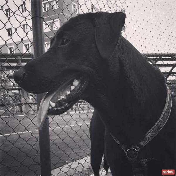 Labrador Retriever, Köpek  zeytin fotoğrafı