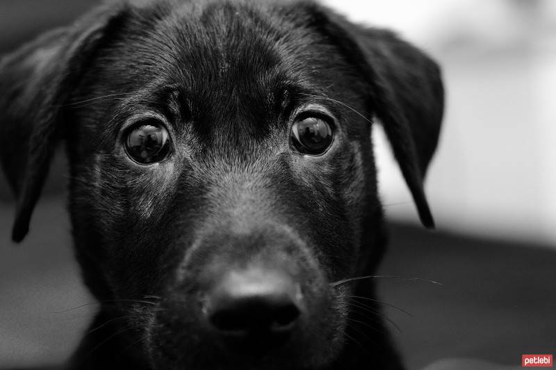 Labrador Retriever, Köpek  zeytin fotoğrafı