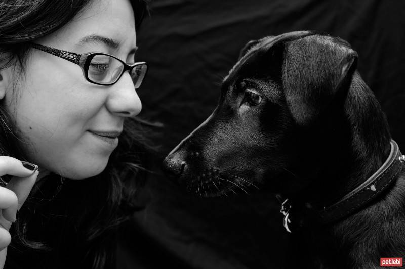 Labrador Retriever, Köpek  zeytin fotoğrafı