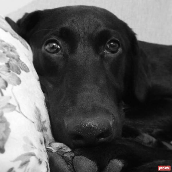 Labrador Retriever, Köpek  zeytin fotoğrafı