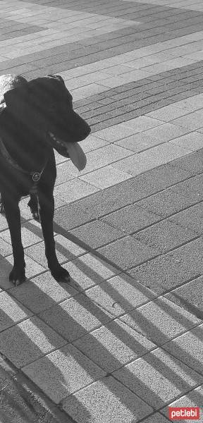 Labrador Retriever, Köpek  zeytin fotoğrafı