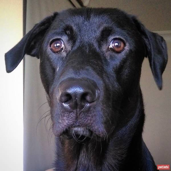 Labrador Retriever, Köpek  zeytin fotoğrafı