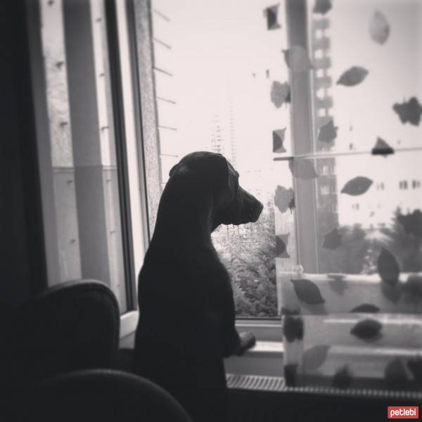 Labrador Retriever, Köpek  zeytin fotoğrafı