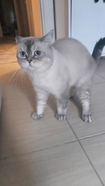 British Shorthair, Kedi  Ares fotoğrafı