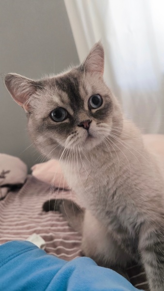 British Shorthair, Kedi  Ares fotoğrafı