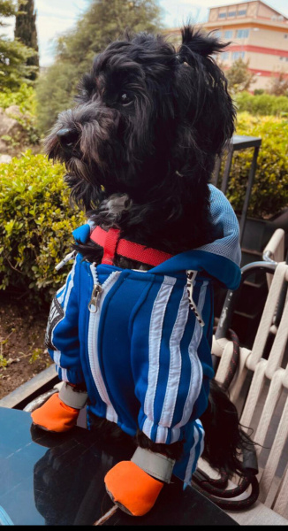 Maltese, Köpek  KARMEN fotoğrafı