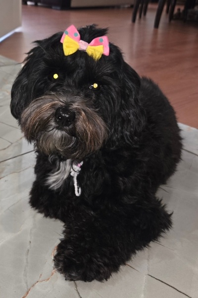 Maltese, Köpek  KARMEN fotoğrafı