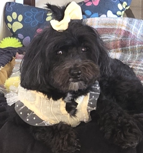 Maltese, Köpek  KARMEN fotoğrafı