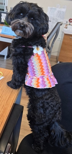 Maltese, Köpek  KARMEN fotoğrafı