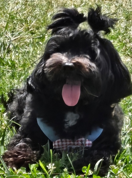 Maltese, Köpek  KARMEN fotoğrafı